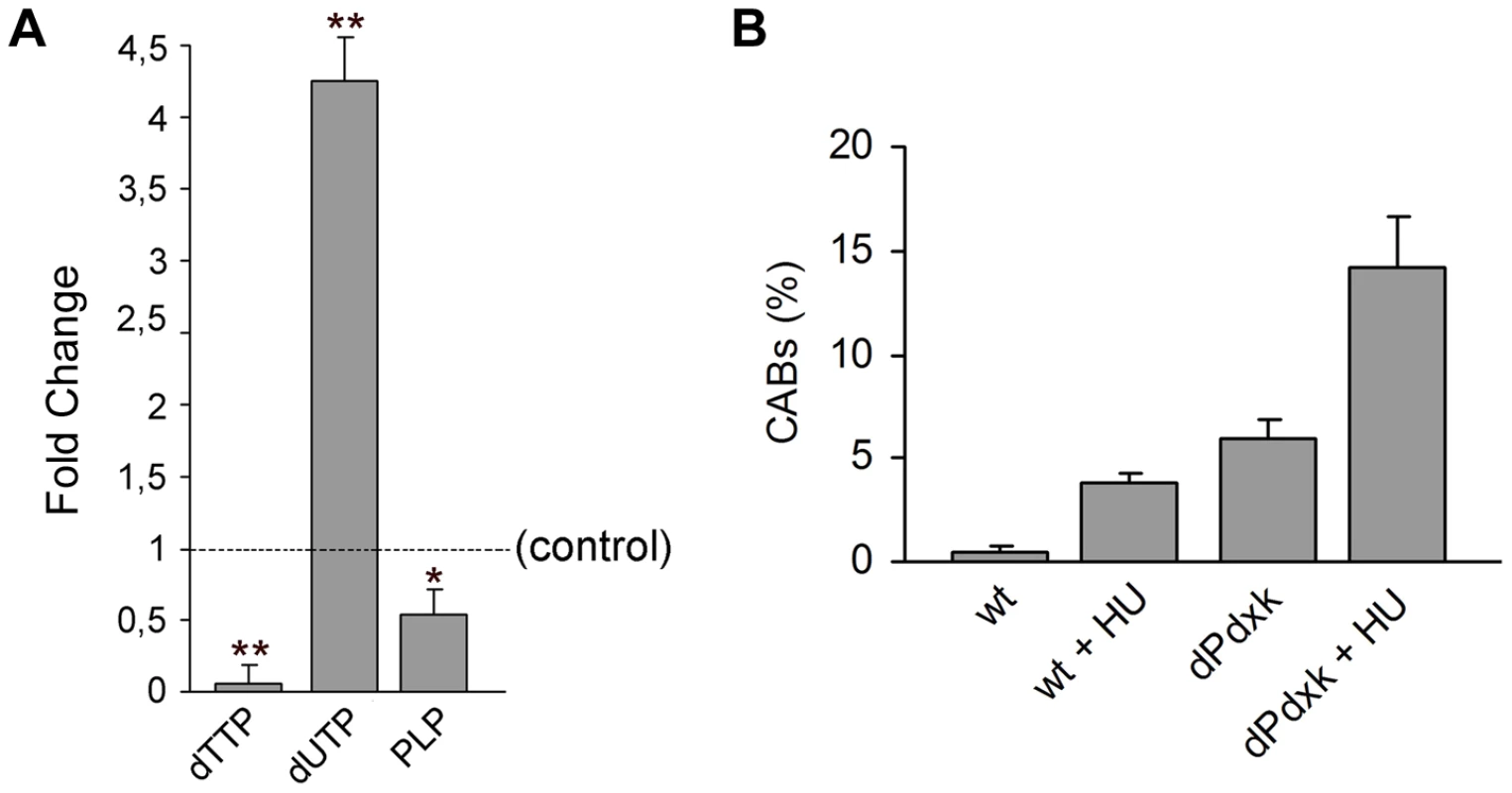 <i>dPdxk<sup>1</sup></i> mutations cause nucleotide unbalance but are only weakly sensitive to hydroxyurea (HU).