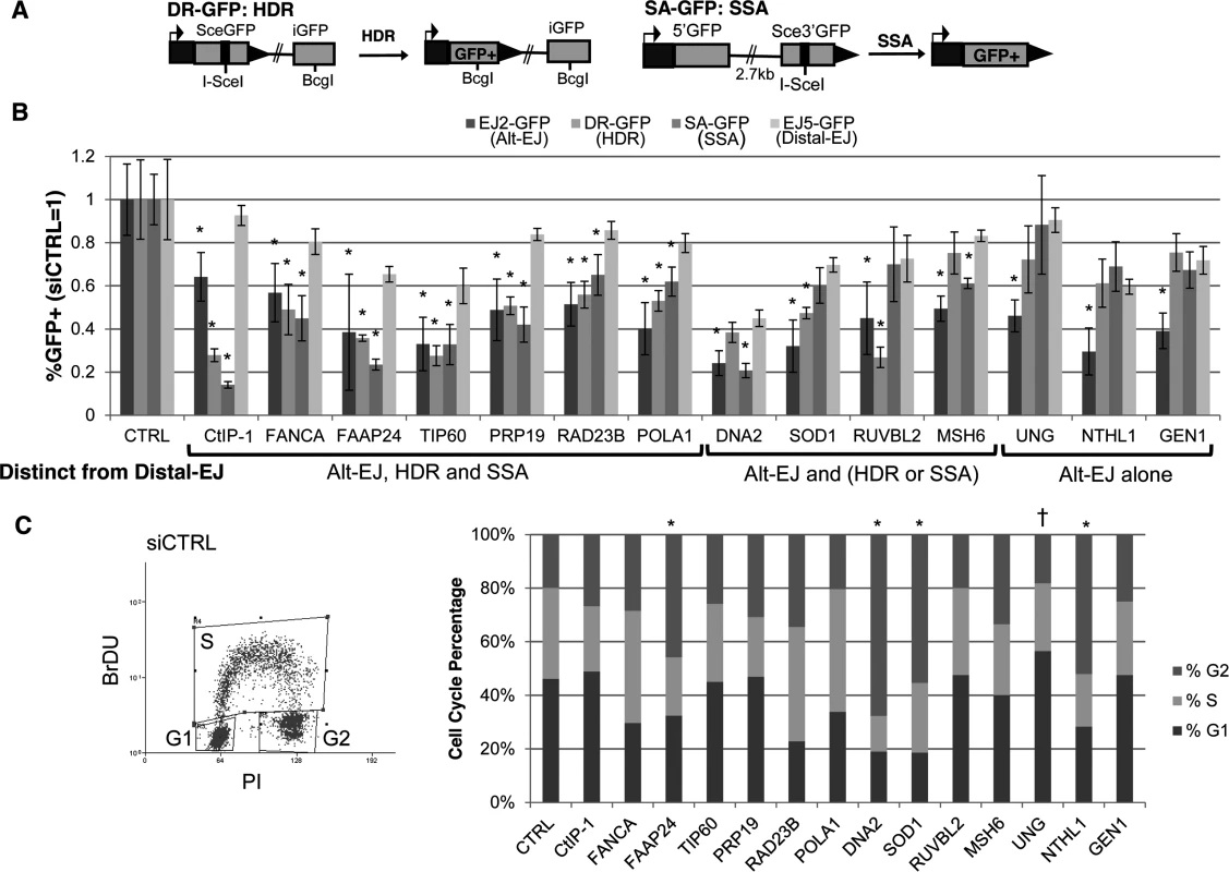 Most DDR factors identified that promote Alt-EJ also promote HR.