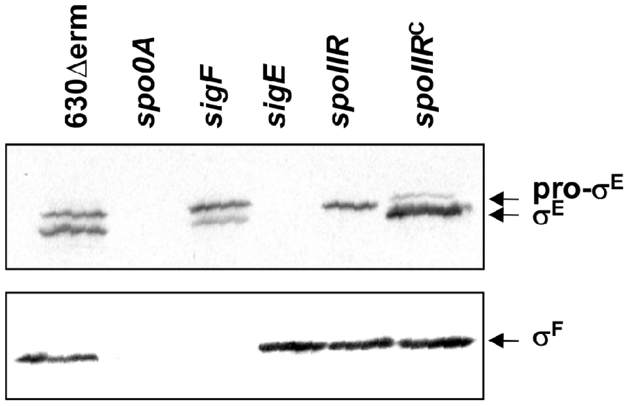 The involvement of σ<sup>F</sup> and SpoIIR in the control of formation of the processed σ<sup>E</sup> protein.