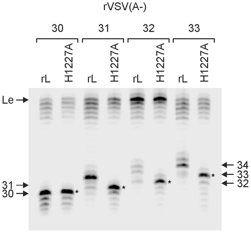 Capping occurs at a nascent RNA chain length of 31-nt.