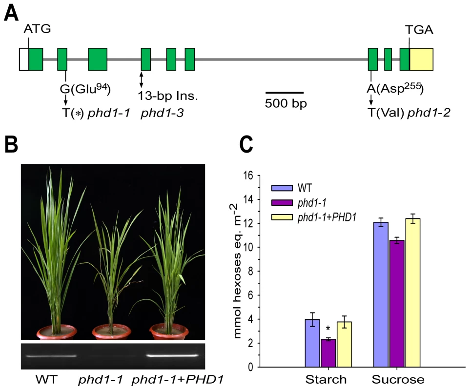Molecular identification of <i>PHD1</i>.