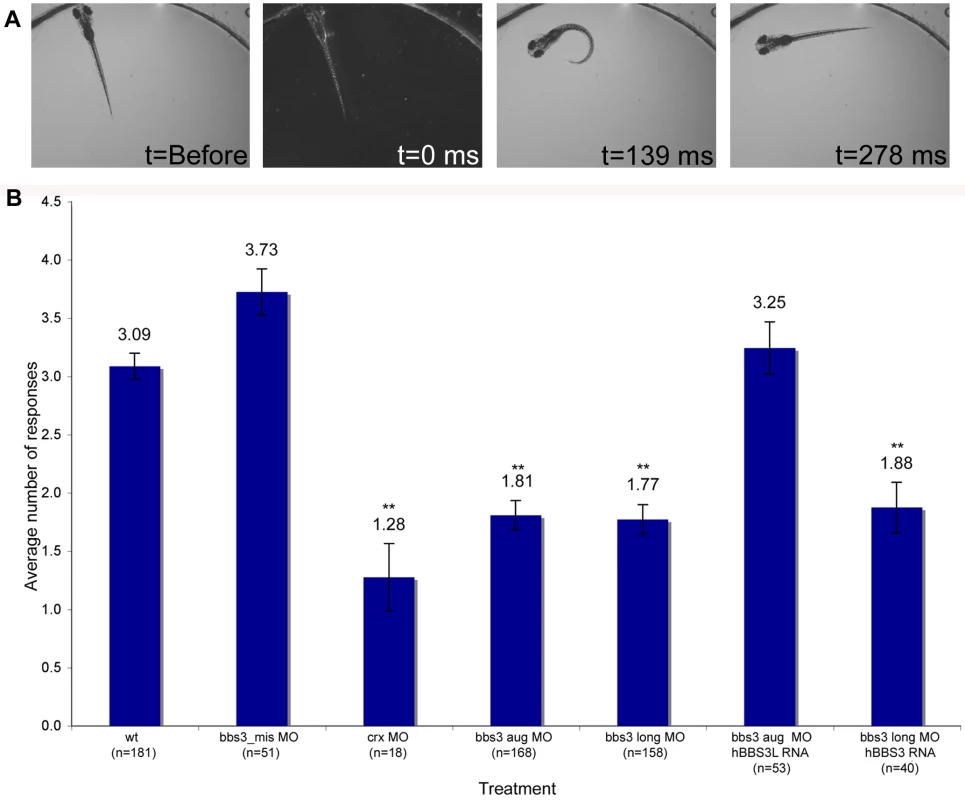 Vision startle response in zebrafish.