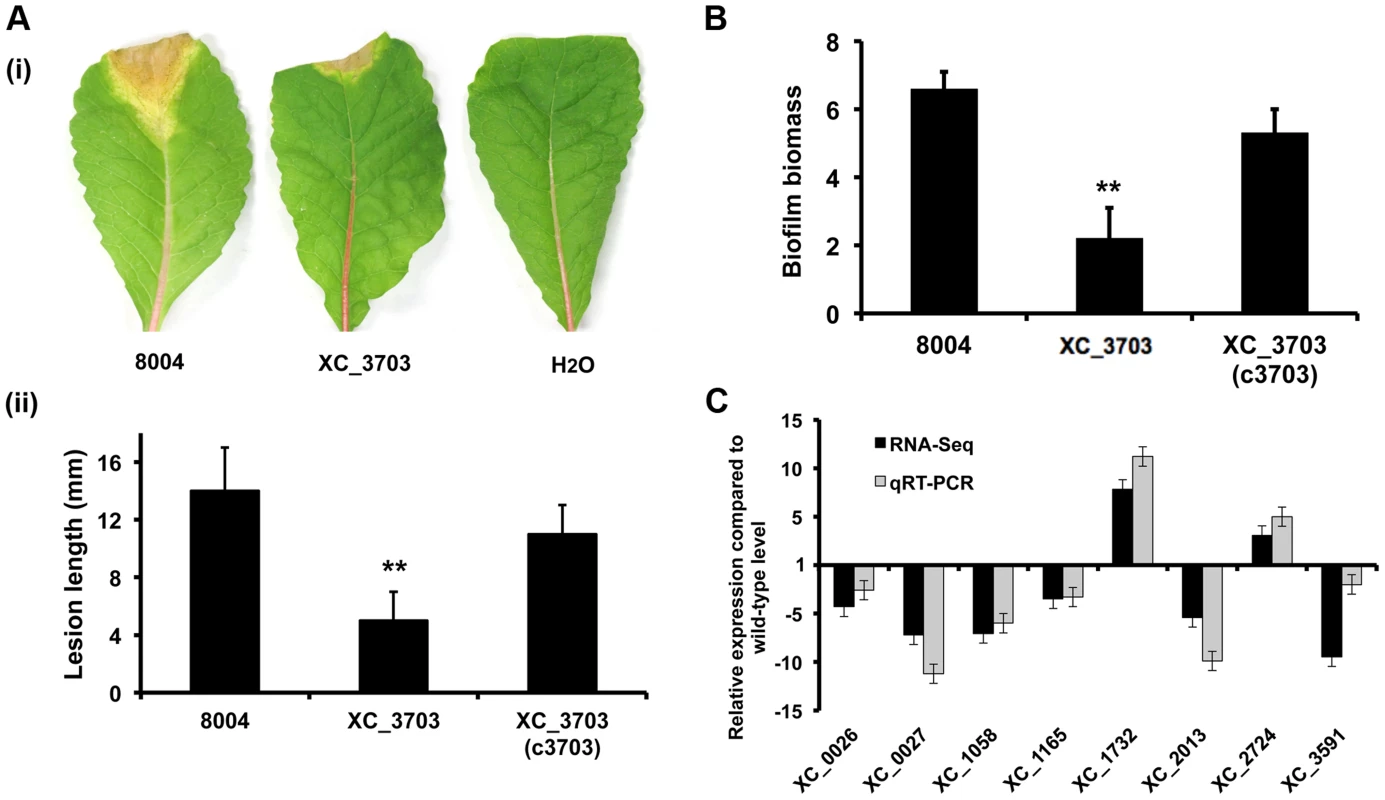 Transcriptome and phenotypic characterisation of an <i>XC_3703</i> deletion mutant reveals roles in biofilm formation and virulence in <i>Xcc</i>.