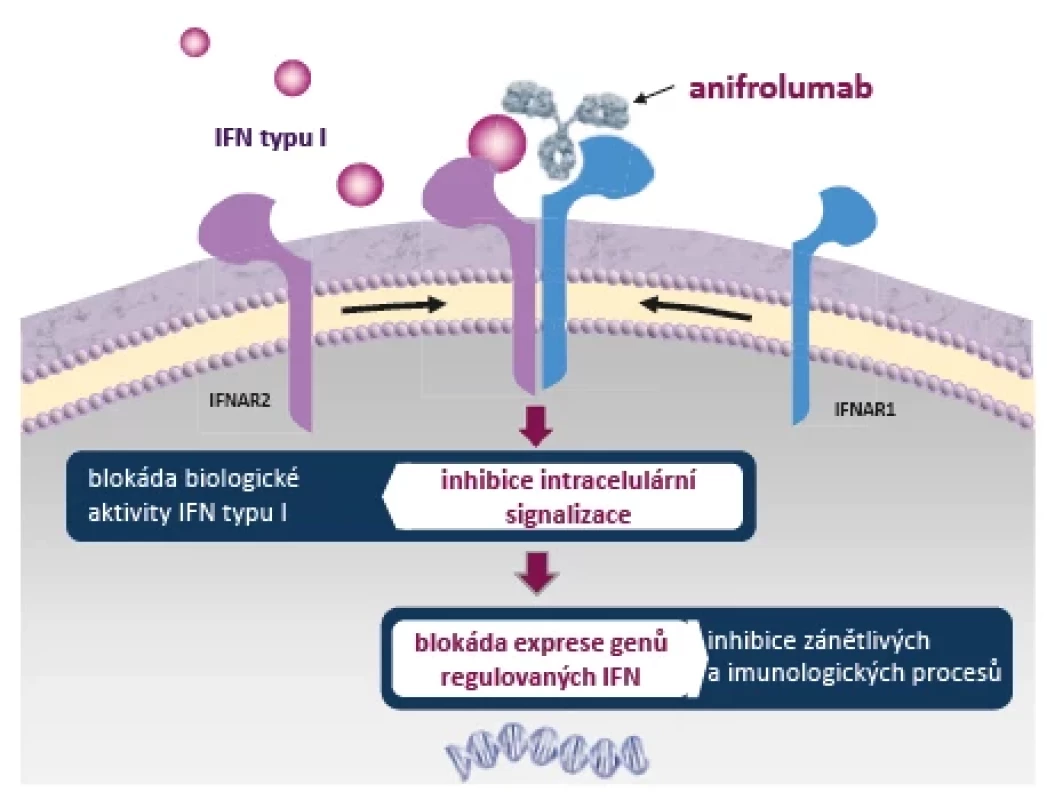 Mechanismus účinku anifrolumabu. Anifrolumab svou vazbou na podjednotku 1 receptoru IFNAR brání dimerizaci receptoru, jež je nezbytná pro zahájení intracelulární signalizace IFN typu I (podle Riggs JM, et al. 2018).