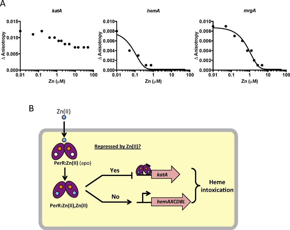 Zn(II) intoxication leads to dysregulation of the PerR regulon.
