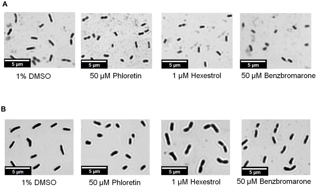 Short-cell phenotype as the result of <i>ldtR</i> inactivation by small molecules.