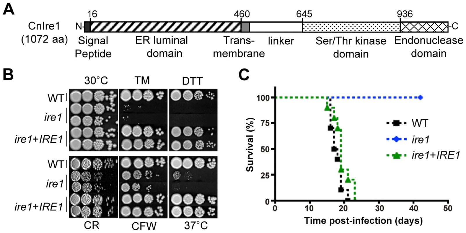 Functional analyses of <i>C. neoformans ire1</i> strains.
