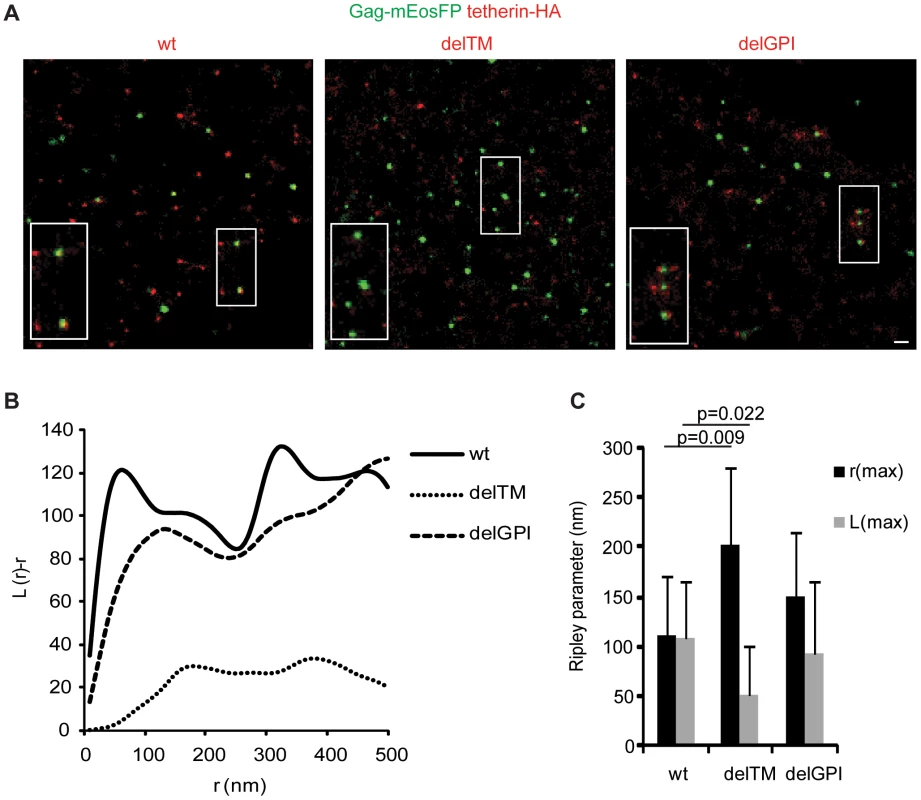 Association of tetherin with HIV-1 budding sites depends on its transmembrane domain.