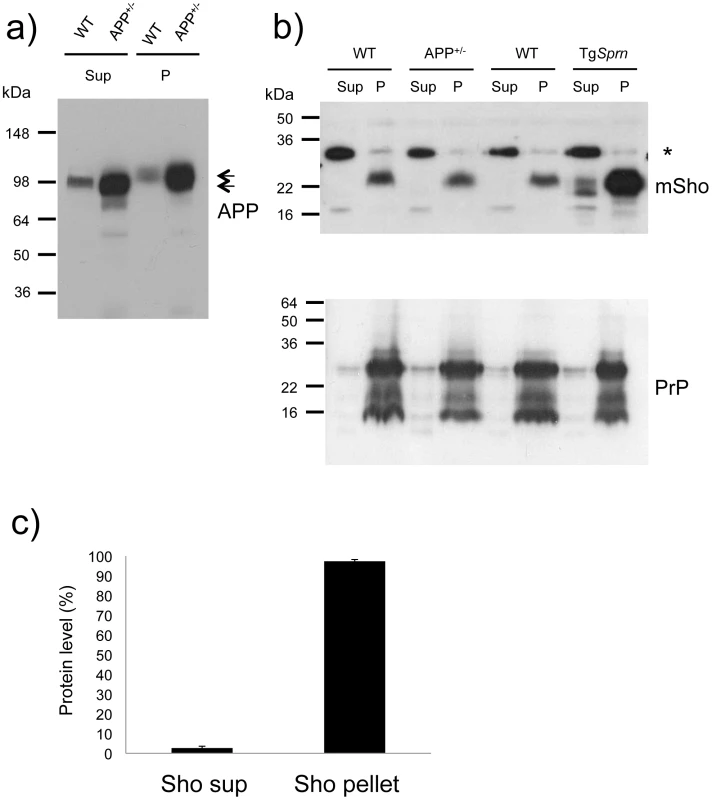 Analysis of DEA extracted APP and Sho from mouse brain.