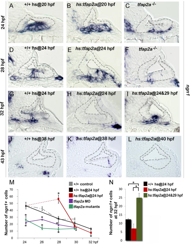 Tfap2a enhances otic neurogenesis.