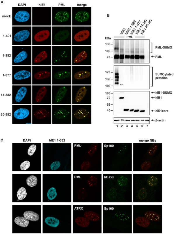 Effect of IE1<sub>CORE</sub> on the integrity of PML-NBs and the SUMOylation of PML.