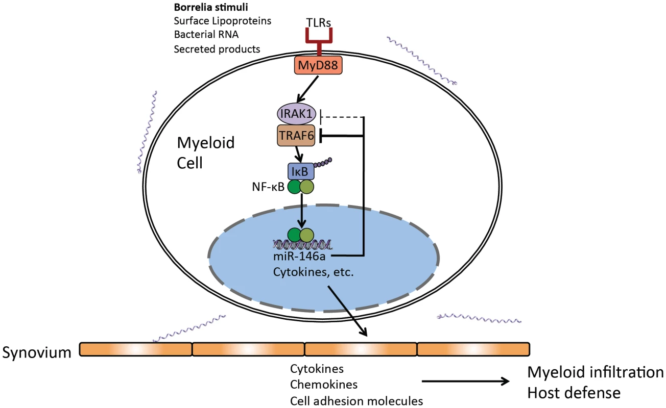 Model of miR-146a function as a suppressor of arthritis during persistent <i>B. burgdorferi</i> infection.
