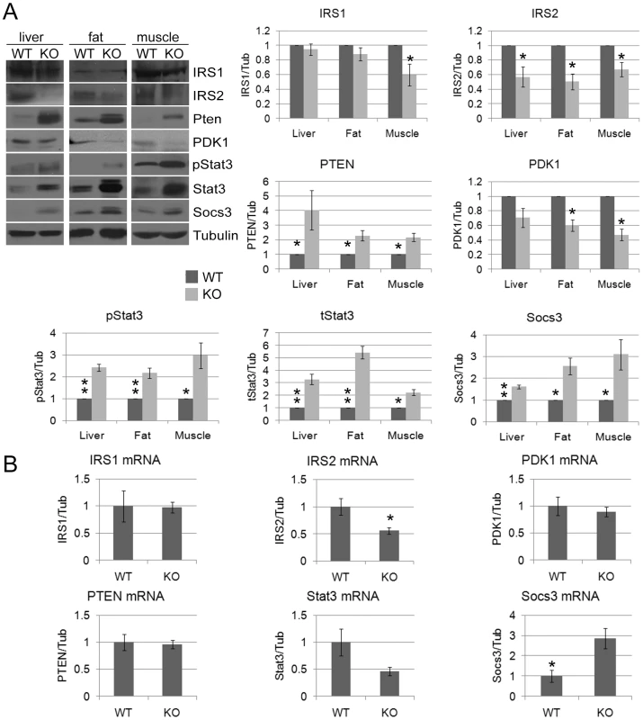 Dramatic and widespread changes in insulin signaling molecules in CPEB knockout mice.