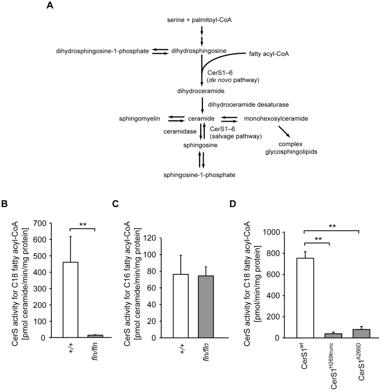 The <i>fln</i> and <i>to</i> mutations impair ceramide synthase activity of CerS1.
