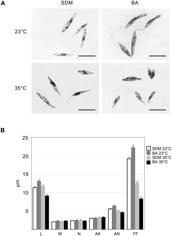 Morphology of <i>Leptomonas seymouri</i> cells cultivated <i>in vitro</i> in SDM and blood-agar media at low (23°C) and high (35°C) temperature.