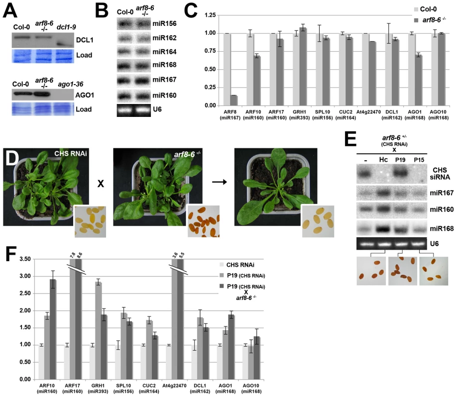 RNAi and miRNA-mediated gene silencing are not compromised by the <i>arf8</i> mutation.