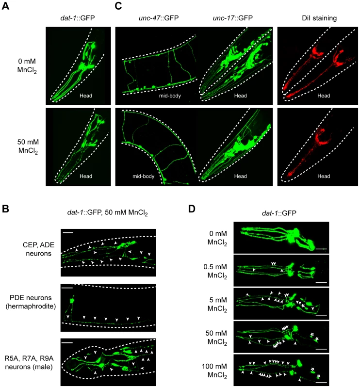 Dopaminergic neurons specifically degenerate in a dose-dependent manner upon Mn acute exposure.