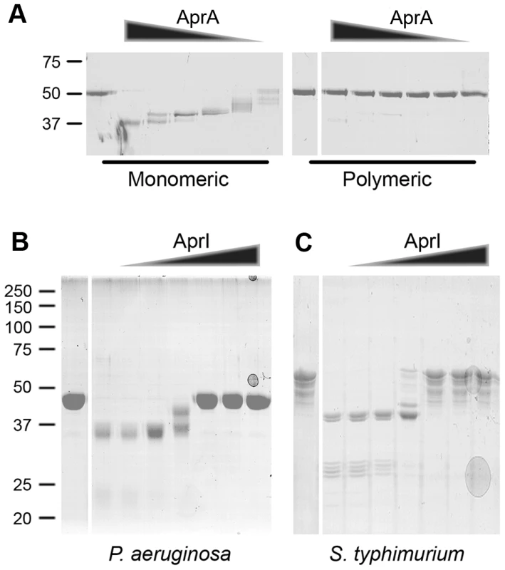 Polymeric flagellin resists cleavage by AprA and AprI is an efficient endogenous inhibitor.