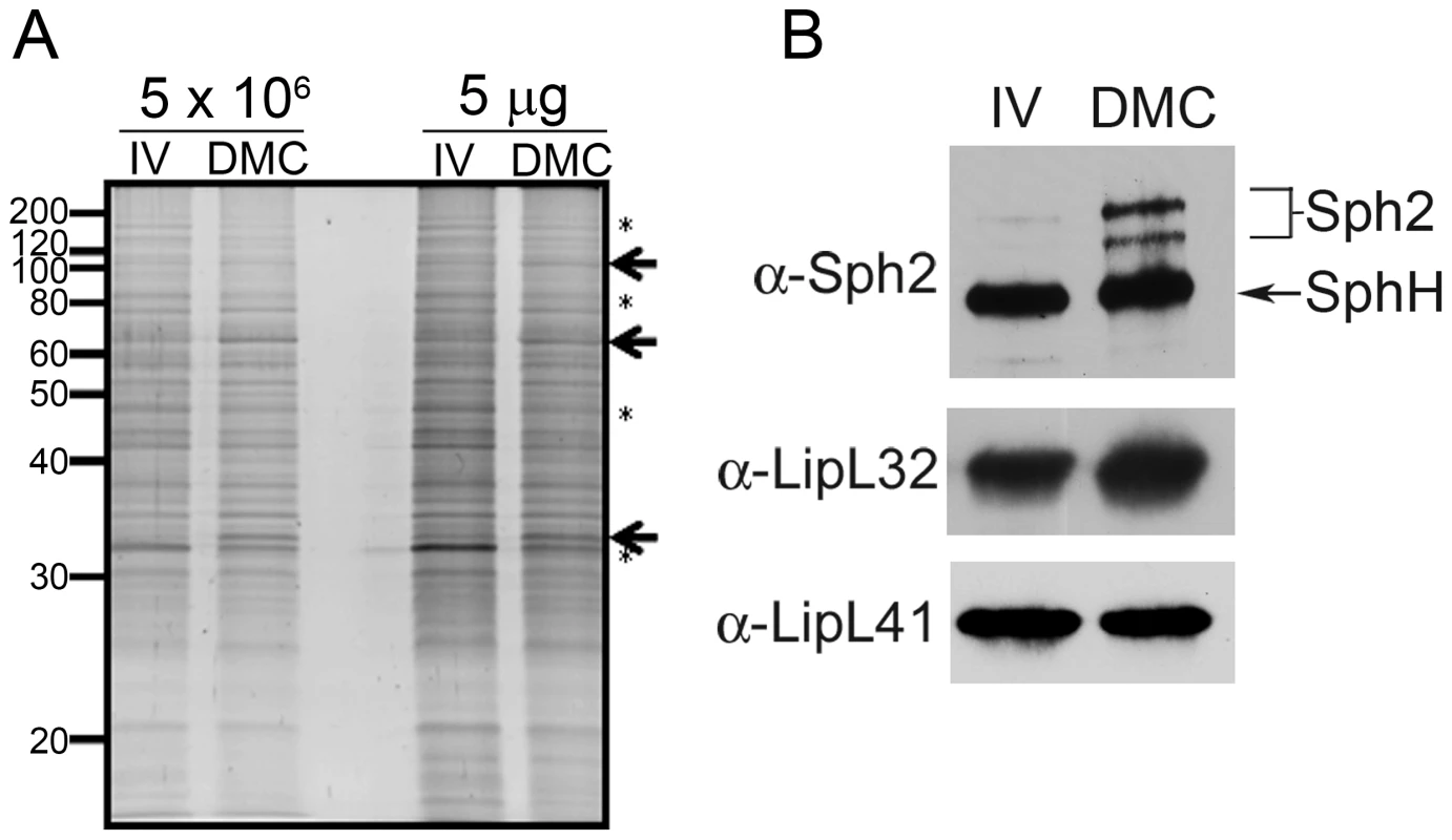 Virulent leptospires become mammalian host-adapted during growth within dialysis membrane chambers.
