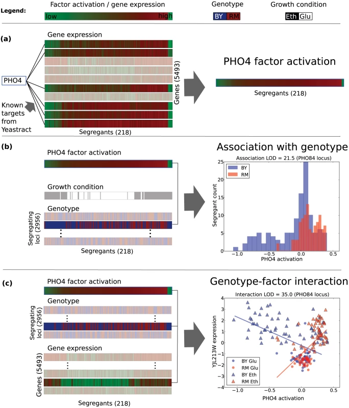 Analysing genetic effects in the context of intermediate phenotypes using <i>PHO4</i> as an example.
