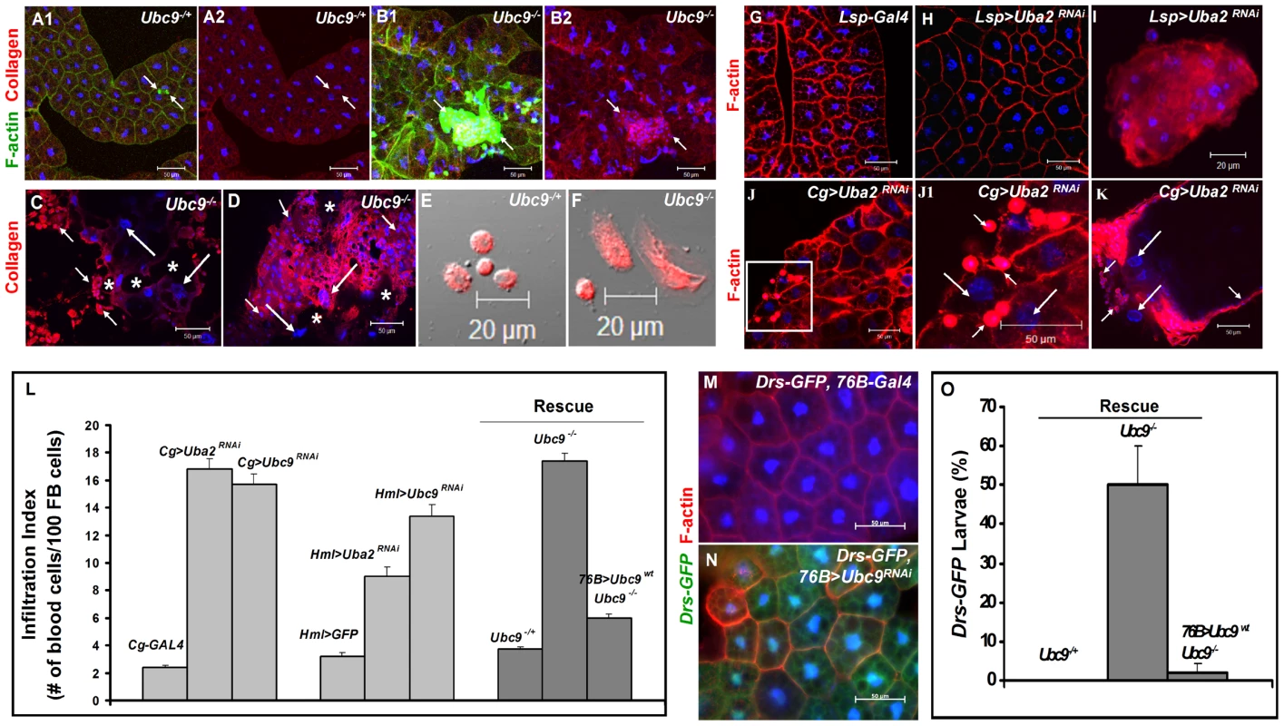 Loss of sumoylation enzymes induces loss of fat body integrity, hematopoietic defects, infiltration, and <i>Drs</i> activation.