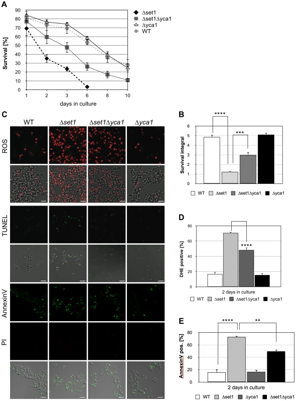 <i>SET1</i> disruption causes Yca1p-dependent cell death during chronological aging.