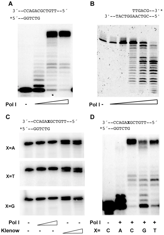 Pol I enzymatic activities.