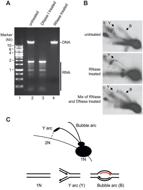 Neutral 2D-AGE analysis of mtDNA replication products.