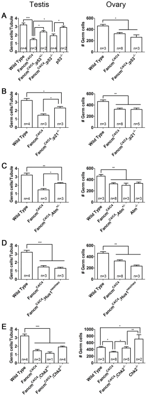 Genetic analysis of checkpoint signaling in <i>Fancm<sup>C4/C4</sup></i> germ cells.