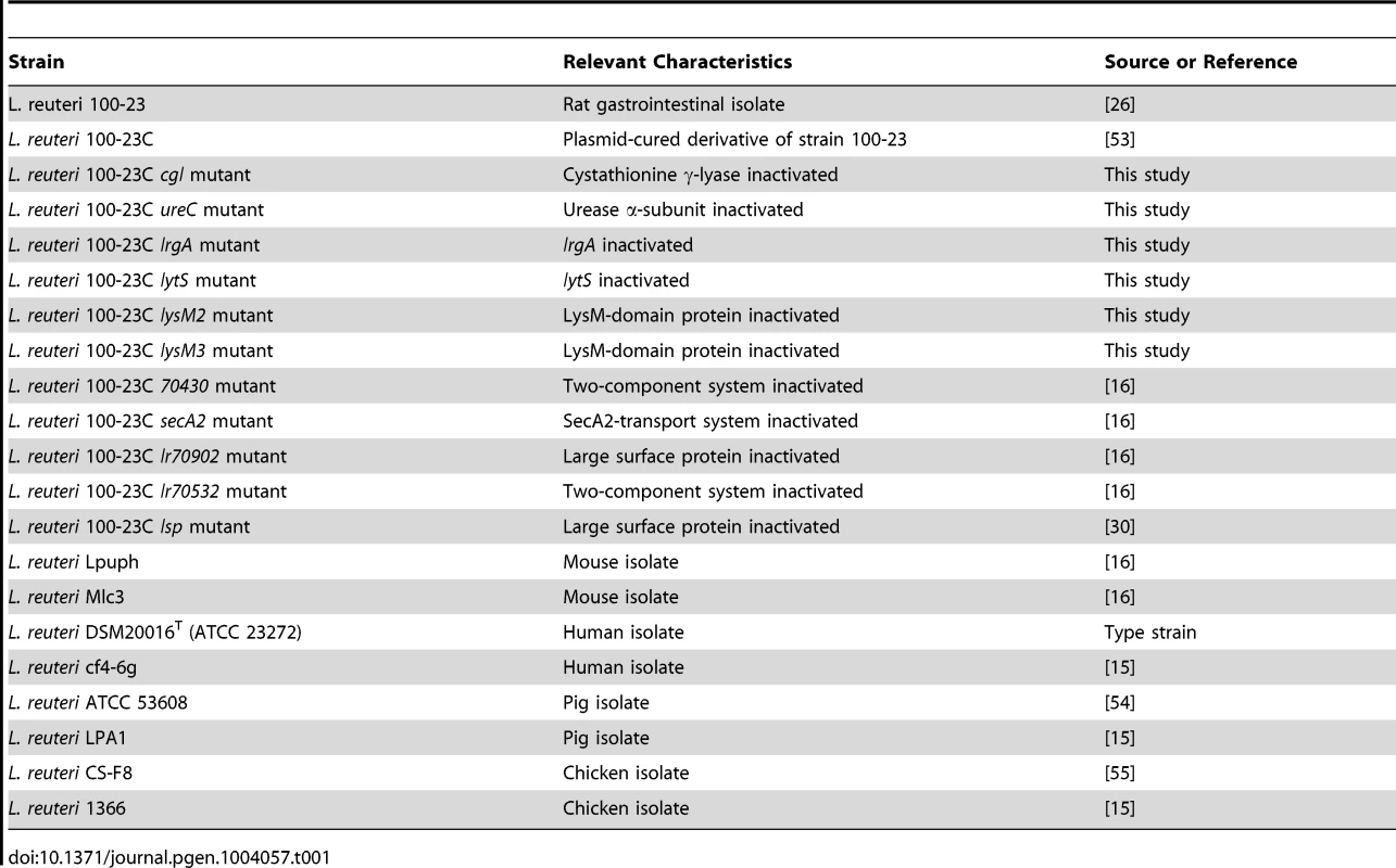 Strains used in this study.