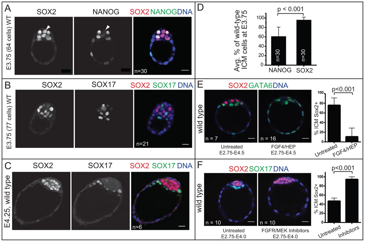 <i>Sox2</i> is restricted to EPI progenitors through an Fgf4/MEK-dependent mechanism.