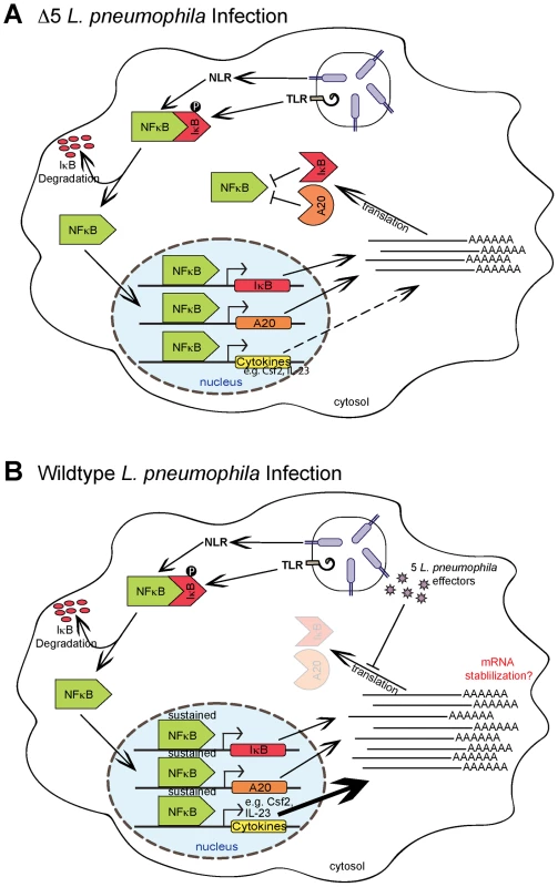 Model of NF-κB activation and superinduction by translation inhibitors.