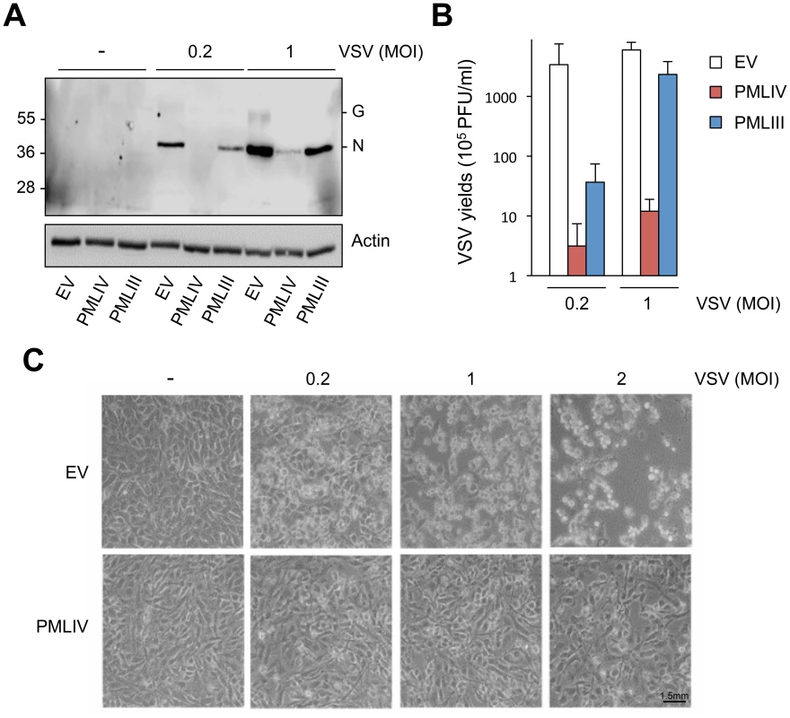 Compared to PMLIII, PMLIV has a higher anti-VSV activity.