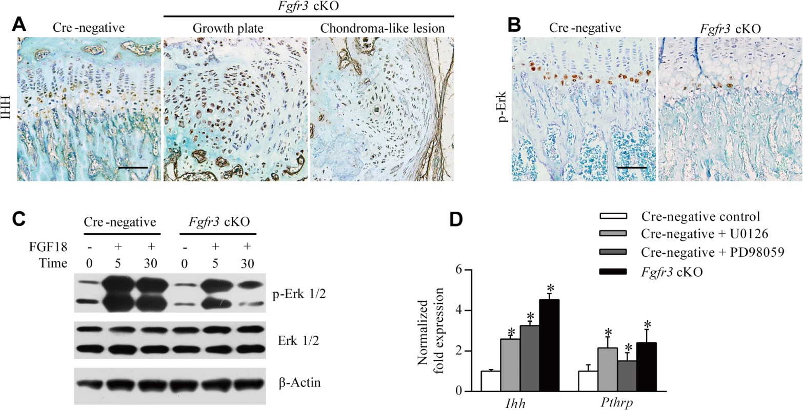 Loss of <i>Fgfr3</i> suppresses ERK activation but enhances IHH expression.