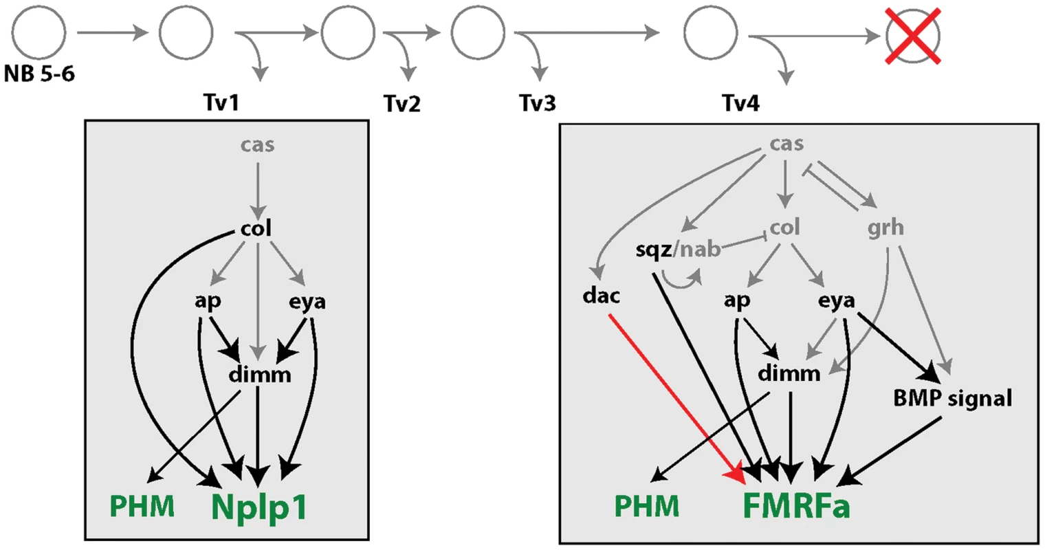 Summary of changes in subtype transcription network configuration between initiation and maintenance of subtype identity.