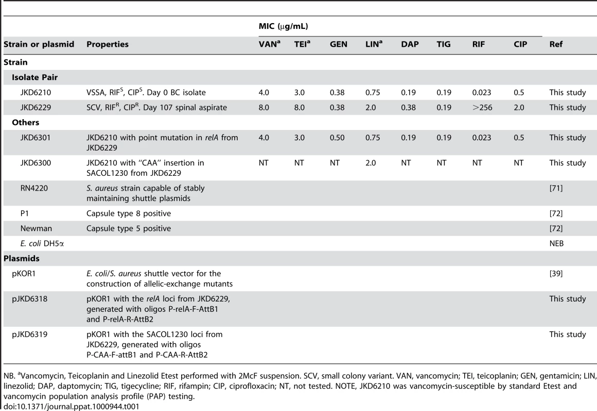 Strains and plasmids used in this study.