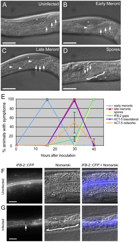 Actin relocalization occurs before terminal web restructuring.