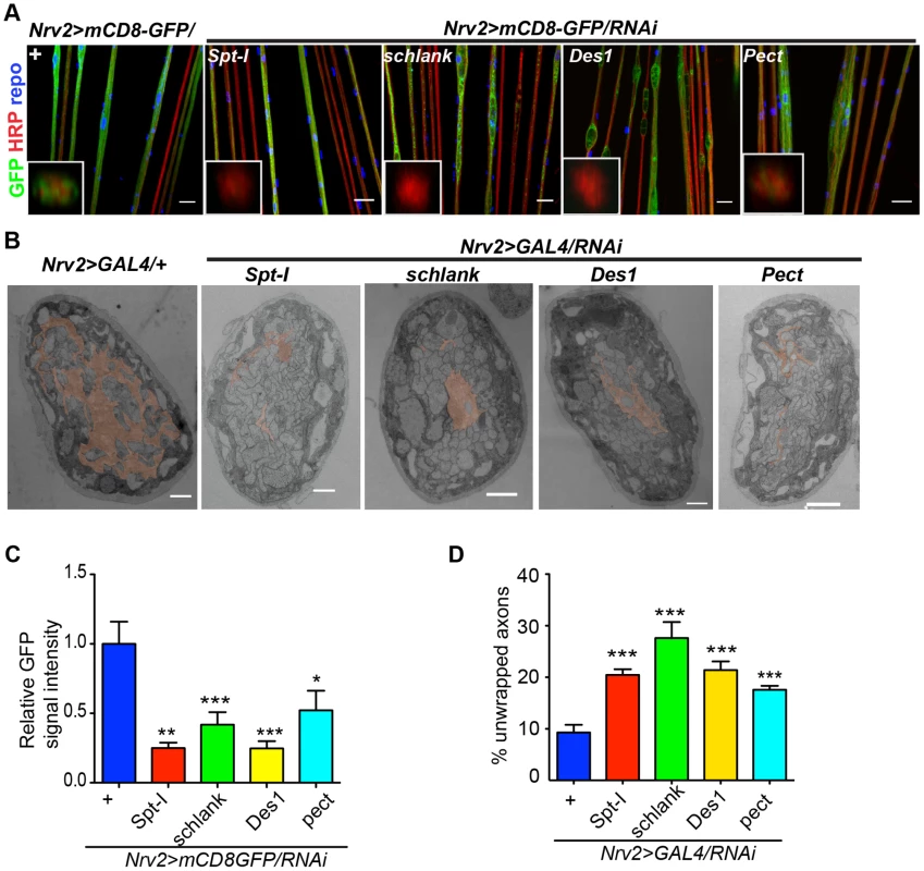 CerPE is very essential for axonal ensheathment by wrapping glia.