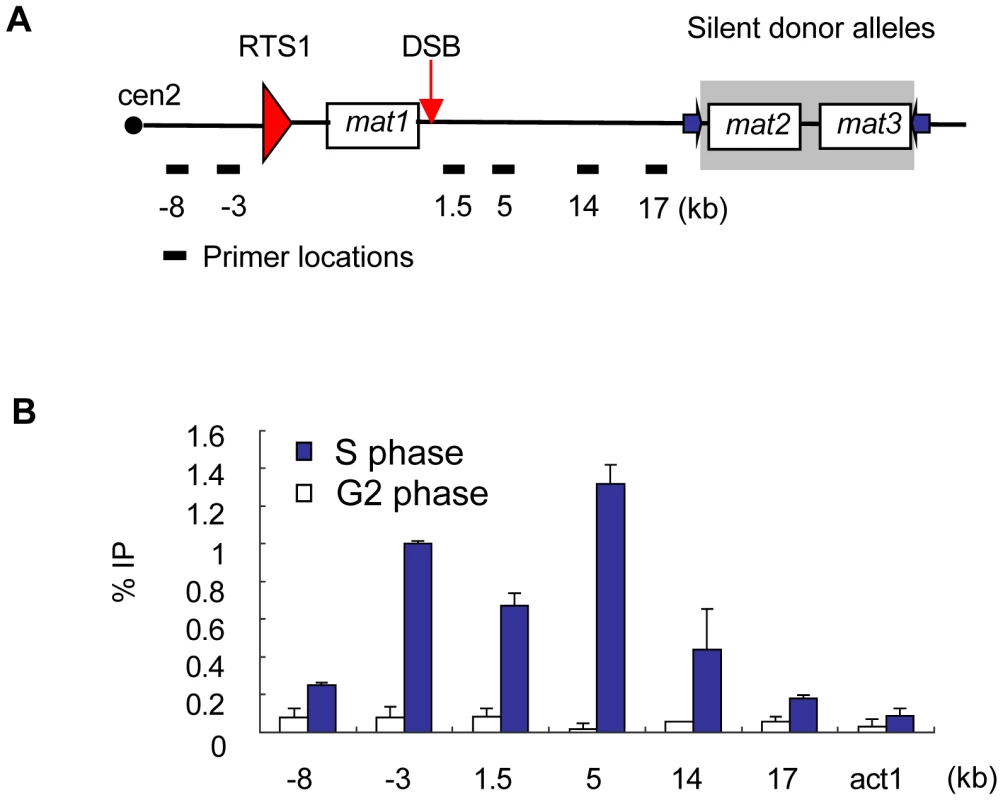 γH2A forms in the mating-type locus during DNA replication.