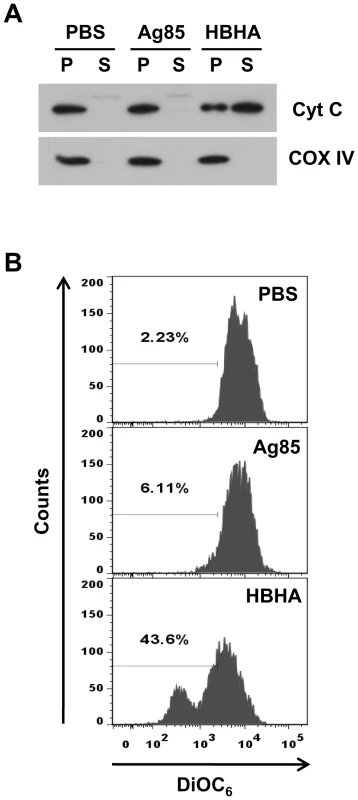 Effect of HBHA on cytochrome <i>c</i> release and ΔΨ<sub>m</sub> dissipation in mitochondria <i>in vitro</i>.