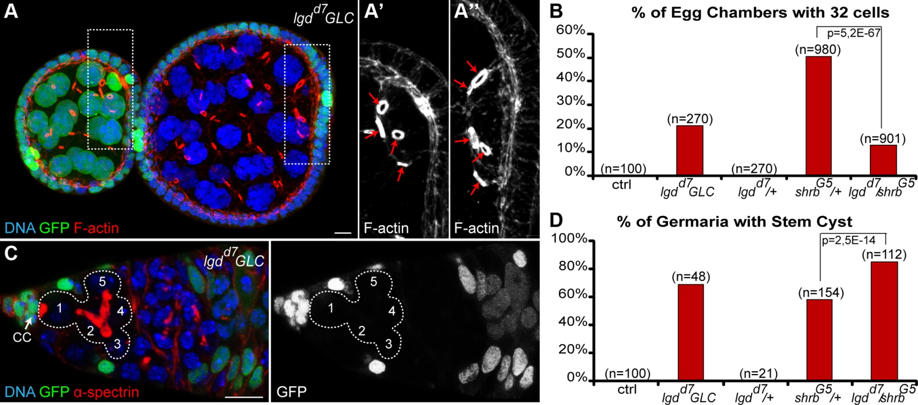 Loss of Lethal giant discs induces the formation of stem-cysts and 32-cell egg chambers.