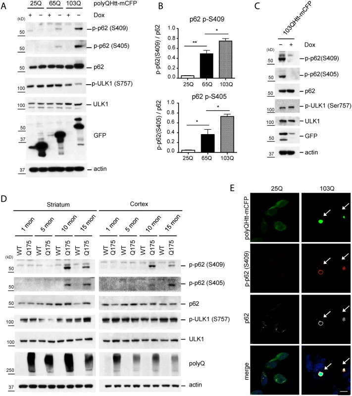 Phosphorylation of p62 at S409 is enhanced upon expression of polyQ-Htt proteins.