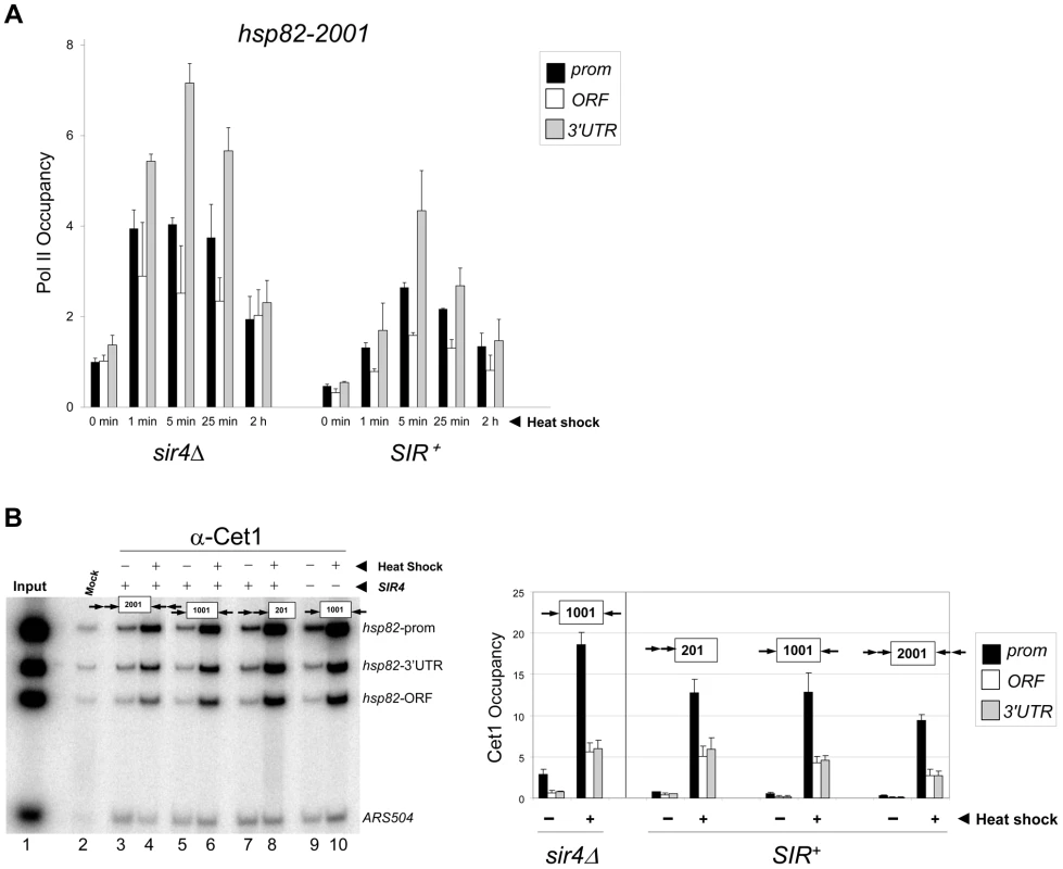 Components of the transcriptional machinery are dynamically recruited to activated heterochromatic genes.