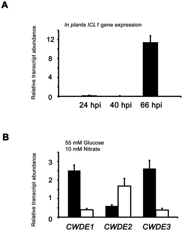 Transcript analysis supports a role for CCR as an important regulator of gene expression during rice infection.