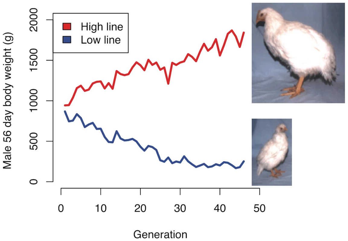 Selection response in the Virginia chicken lines.
