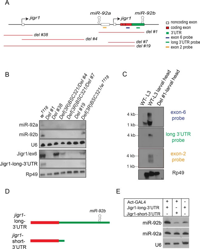 <i>miR-92a</i> and <i>miR-92b</i> are transcribed in the same transcriptional unit.