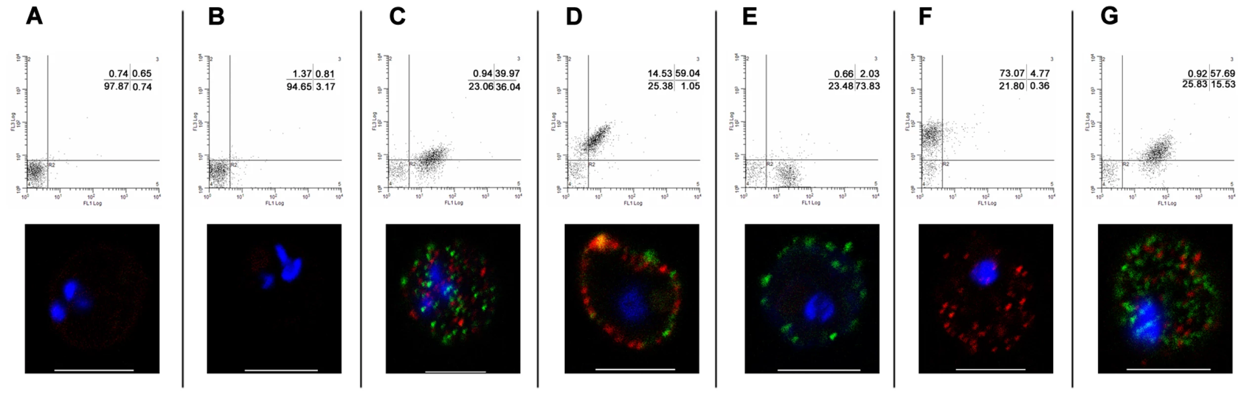 Simultaneous surface expression of PfEMP1 on 3D7<sub>PFD1235w/PF11_0008</sub> clone 3 infected erythrocytes.