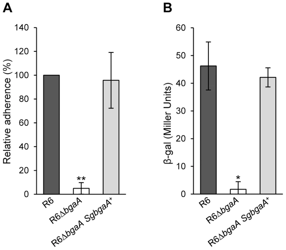 <i>S. gordonii bgaA</i> can restore the β-galactosidase activity and adherence of a <i>S. pneumoniae bgaA</i> mutant.