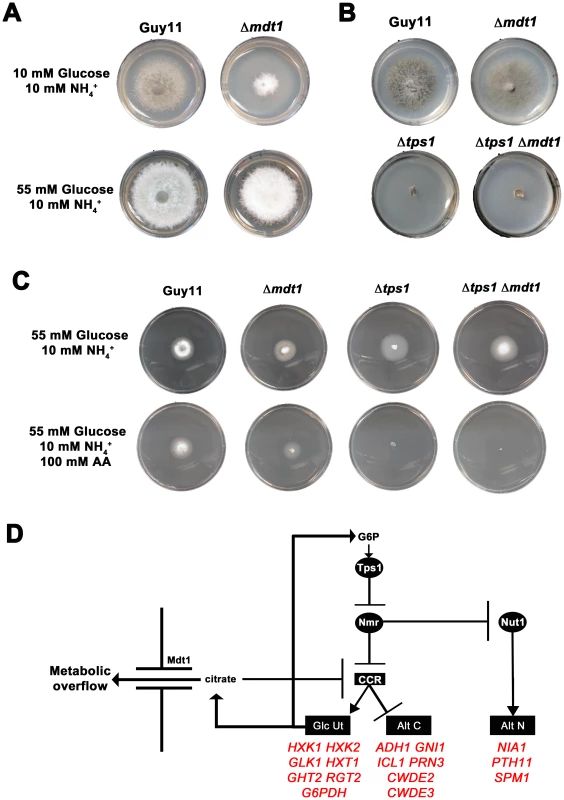 <i>TPS1</i> is epistatic to <i>MDT1</i> in the regulation of CCR.