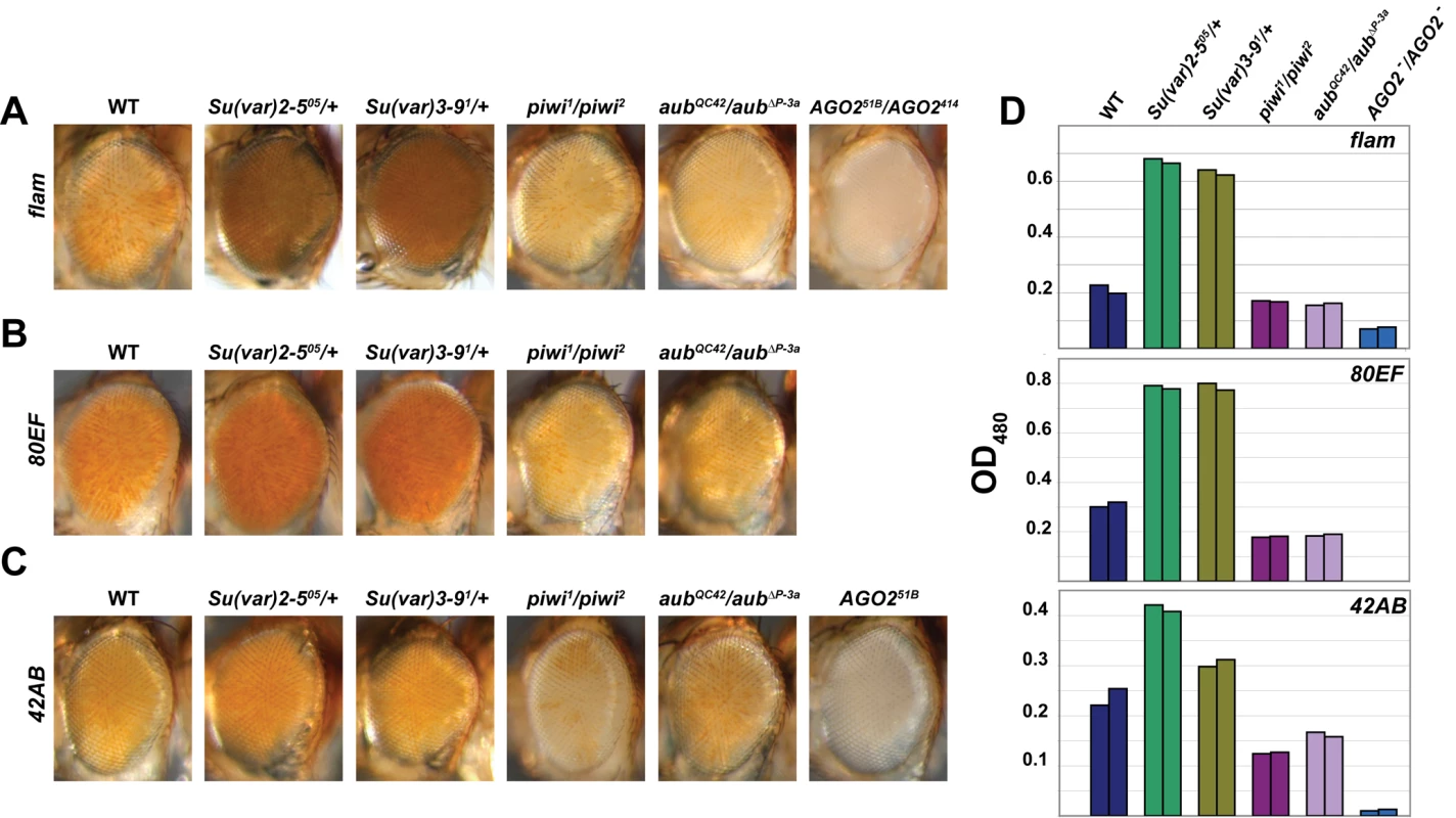 piRNA and endo-siRNA pathway mutants display increased silencing of transcriptional reporters at or near piRNA clusters.